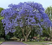 Kejsarträd (Paulownia tomentosa) - 1 st. planta