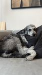 Omplacering - Aussiedoodle Mia 