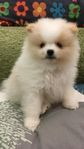 Pomeranian valpar