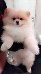 Pomeranian hund