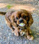 Fina Cavalier King Charles Spaniel hanar utlånas avel 