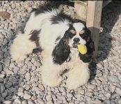 Amerikansk Cocker Spaniel 