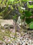 corydornas akvariefiskar malar