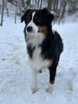 Miniature American Shepherd SKK till avel