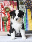 Miniature American Shepherd 