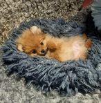 Pomeranian SKK reg