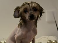 Chinese Crested Naken