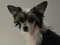 Chinese Crested Powder Puff