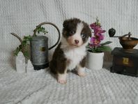 Miniature American Shepherd MAS