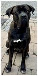 cane corso hane 1 år