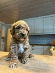 Multigeneration Labradoodle Mini/ Medium