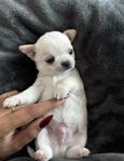 Chihuahua valpar