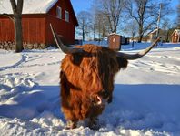 Highland Cattle söker nytt hem