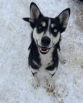 Alaskan husky omplacering hund 