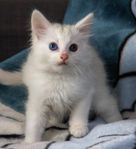 Ragdoll mix 