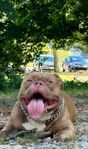 American Bully - Omplacering