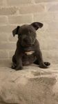 American Bully 