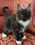 Maine Coon 