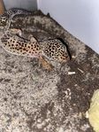 Leopardgecko hona ca 3 år