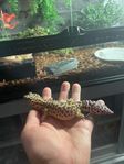 Leopardgeckos plus terrarium 