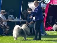 Keeshond 