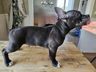 American bully valpar 