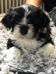 Underbara Shih Tzu/Lhasa Apso valpar. 