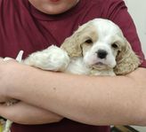 amerikansk cocker spaniel valpar SKKreg