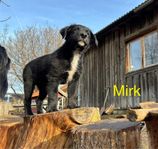 Valpar Border collie /Flatcoated retriever