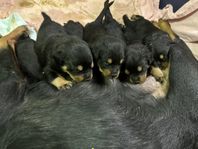 Rottweiler valpar födda 21/12-2024