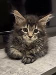 Maine Coon hona svart tabby