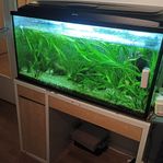 komplett Akvarium med fiske 