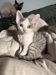 Devon Rex kattunge 