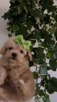 Maltipoo valp 