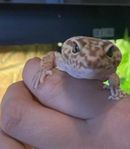 leopardgecko