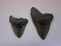 FOSSIL, megalodon. 