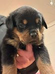 Rottweiler valpar efter heltyska linjer