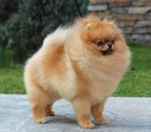 pomeranian