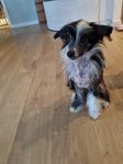 Chinese crested 