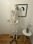 Anatomiskt skelett