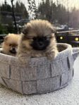 Pomeranian hundvalpar