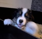 Australian Shepherd