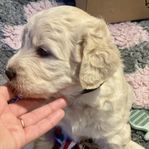 American Bernedoodle / Labradoodle