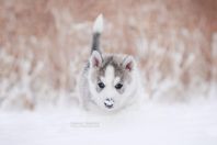 Siberian Husky med Stamtavla Fodervärd 