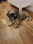 Snällaste Shih tzu Valpar
