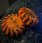 Varningsljus LED orange x 2