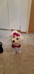 Malteser 