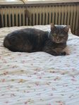 Katt tjej 2,5 år