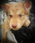 alaskan Malamute mix