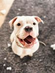 dogo x bully mix söker nytt hem 